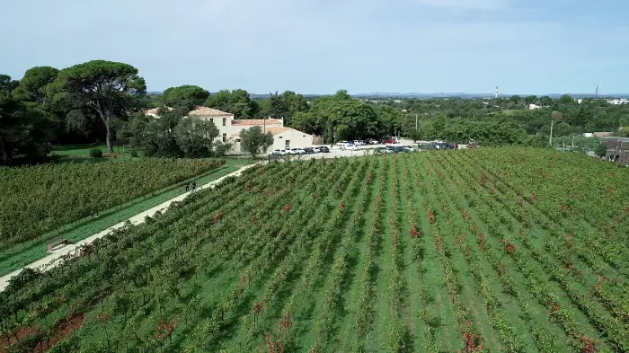Domaine du Grand Puy Montpellier viticulture vigne 1 1 - Les indiscretions